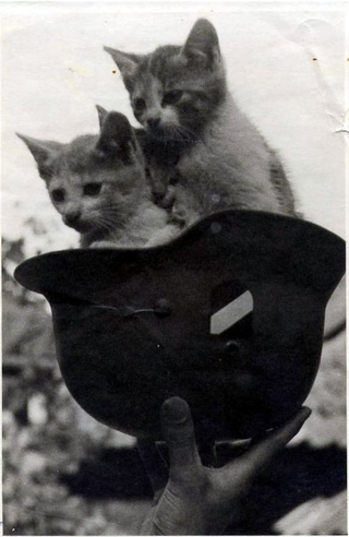 Illustration for article titled The Heartless Kittens of the Third Reich